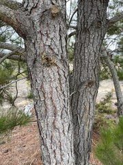 Pinus radiata