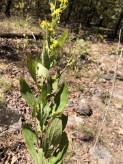 Solidago petiolaris