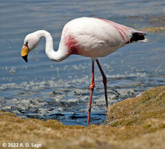 Phoenicoparrus jamesi