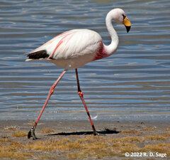 Phoenicoparrus jamesi