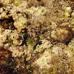 Lithophyllum incrustans