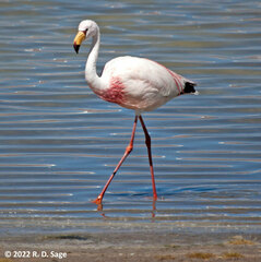 Phoenicoparrus jamesi