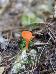 Cantharellus corallinus