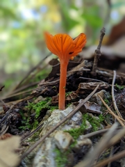Cantharellus corallinus