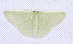 Synchlora