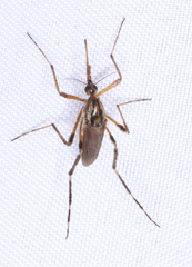 Psorophora ciliata