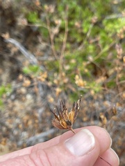 Cordylanthus rigidus