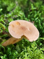 Cystoderma