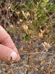 Cordylanthus rigidus