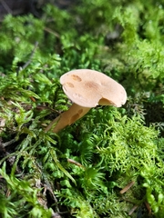 Cystoderma