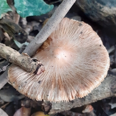 Pseudosperma sororium