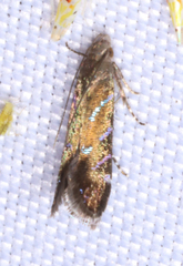 Strobisia proserpinella