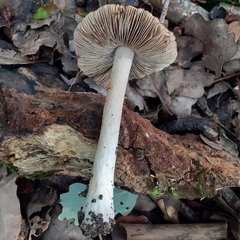 Pseudosperma sororium