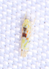 Erythroneura octonotata