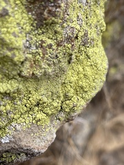 Acarospora socialis