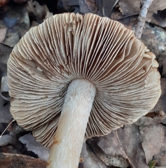 Pseudosperma sororium