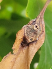 Andricus quercuspetiolicola