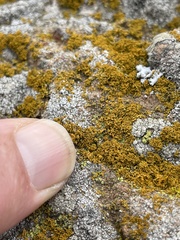 Polycauliona candelaria