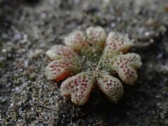 Riccia frostii