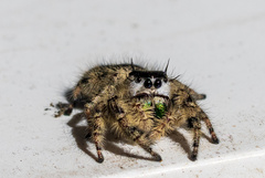 Phidippus otiosus