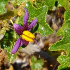 Solanum humile