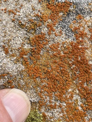 Polycauliona bolacina