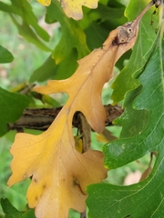 Andricus quercuspetiolicola