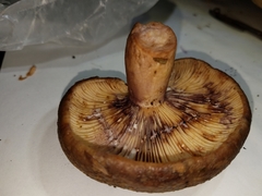 Lactarius subpalustris