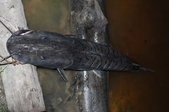 Pseudoplatystoma