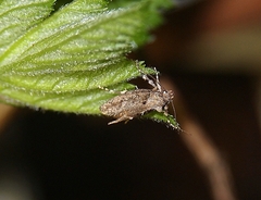 Atomotricha