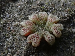 Riccia frostii