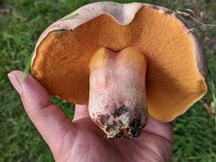 Rubroboletus legaliae