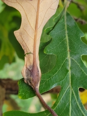 Andricus quercuspetiolicola