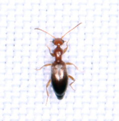 Ischyropalpus subtilissimus