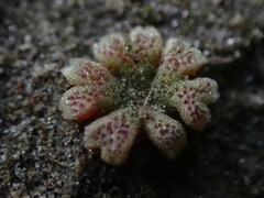 Riccia frostii