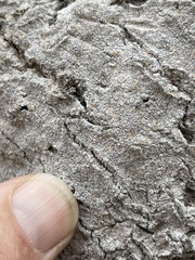 Pachnolepia pruinata