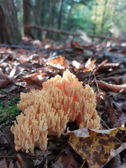 Ramaria rasilispora