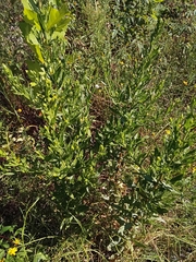 Dittrichia viscosa