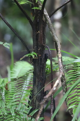 Cyathea rebeccae