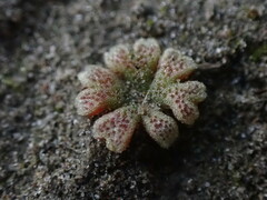 Riccia frostii
