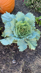 Brassica oleracea