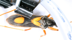 Rasahus hamatus