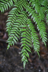 Cyathea rebeccae