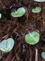 Corybas grumulus