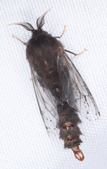 Thyridopteryx ephemeraeformis