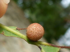 Acraspis pezomachoides