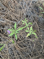 Clarkia