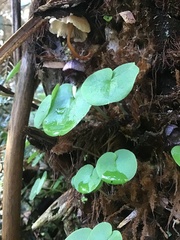 Corybas grumulus
