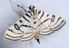 Conchylodes ovulalis