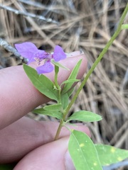 Clarkia